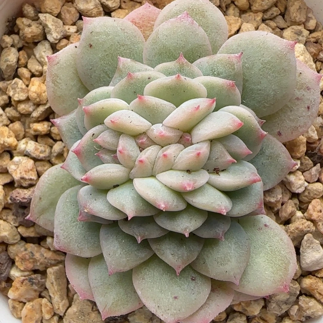 【满29包邮非偏远】242糖心缀化