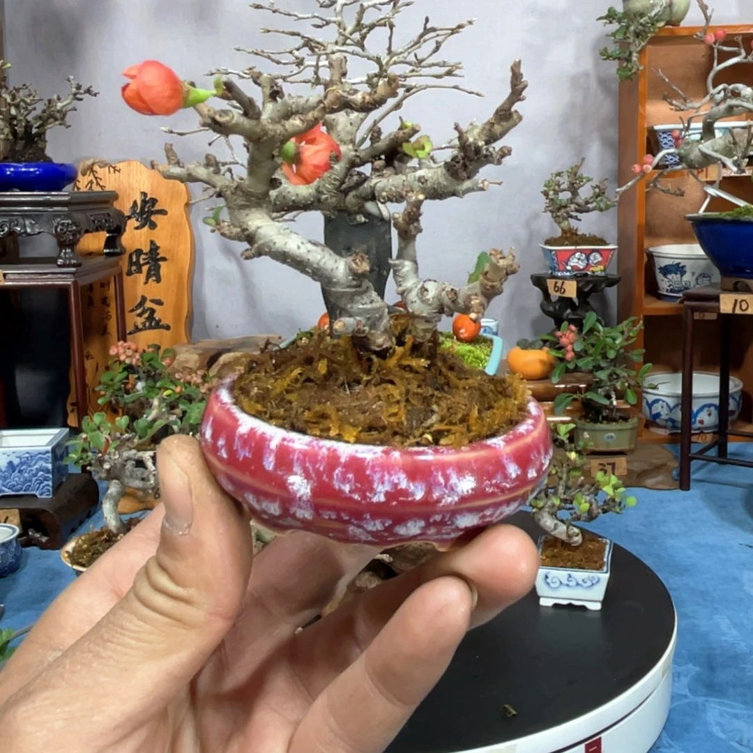 K***3无花朵进口红花一号长寿梅壹景优品盆