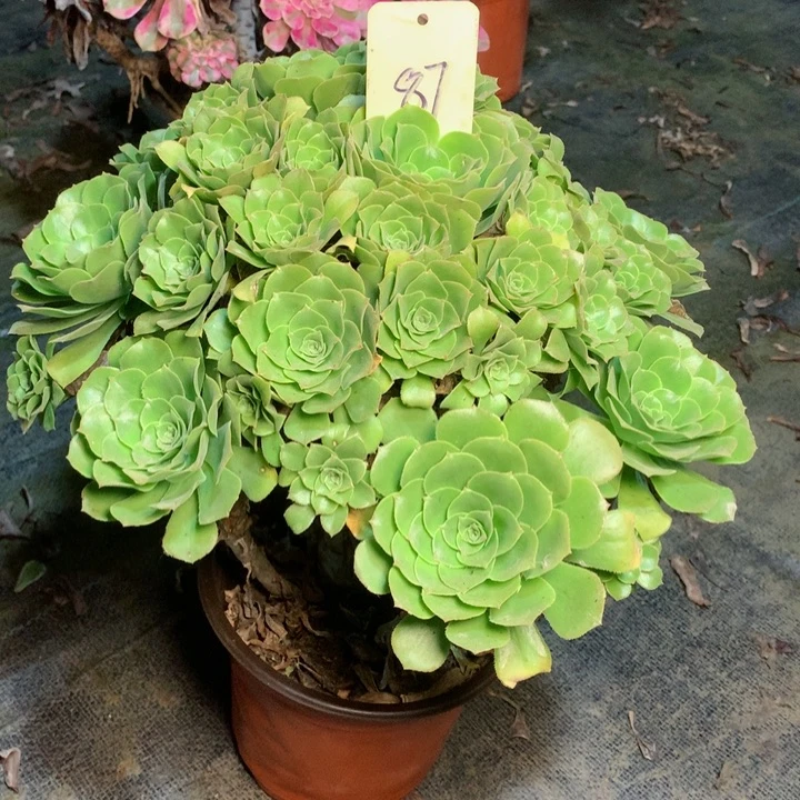 87绿羊绒多肉一物一拍