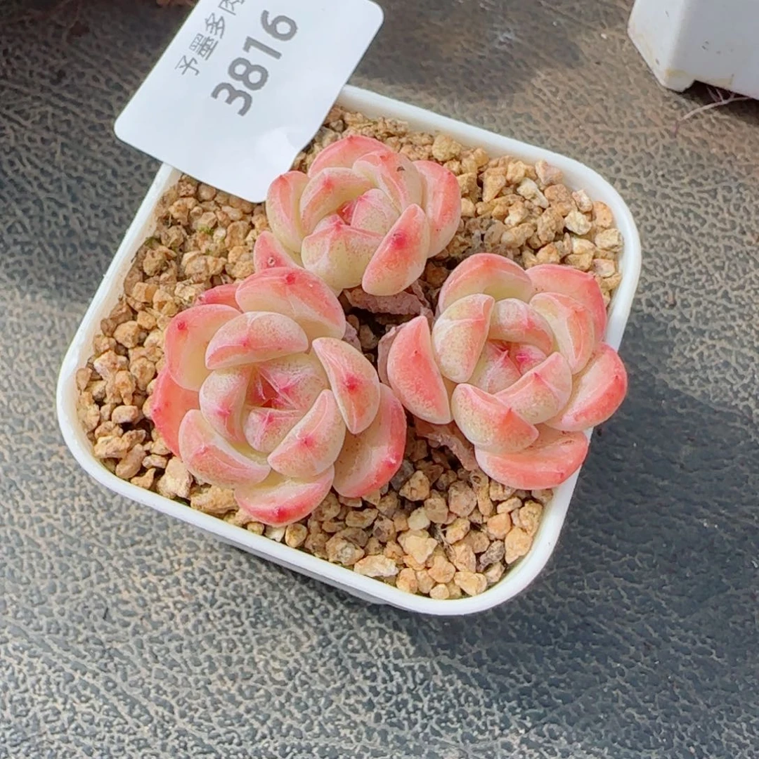 孤品群，3816多肉植物