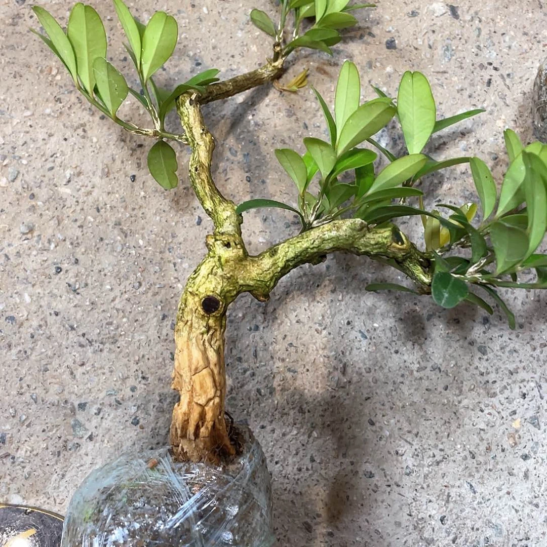 红陶观****员一起为梦想而加油啊我们