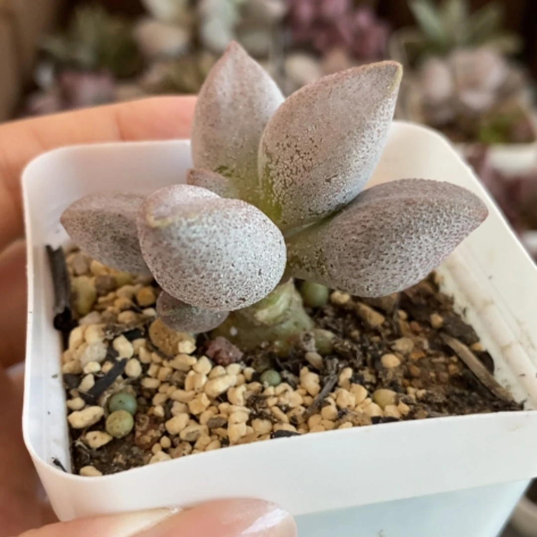 【闪购商品】无花朵粉雪桃