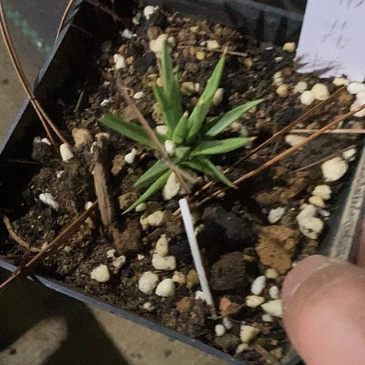 完美主义者勿拍棉花龙