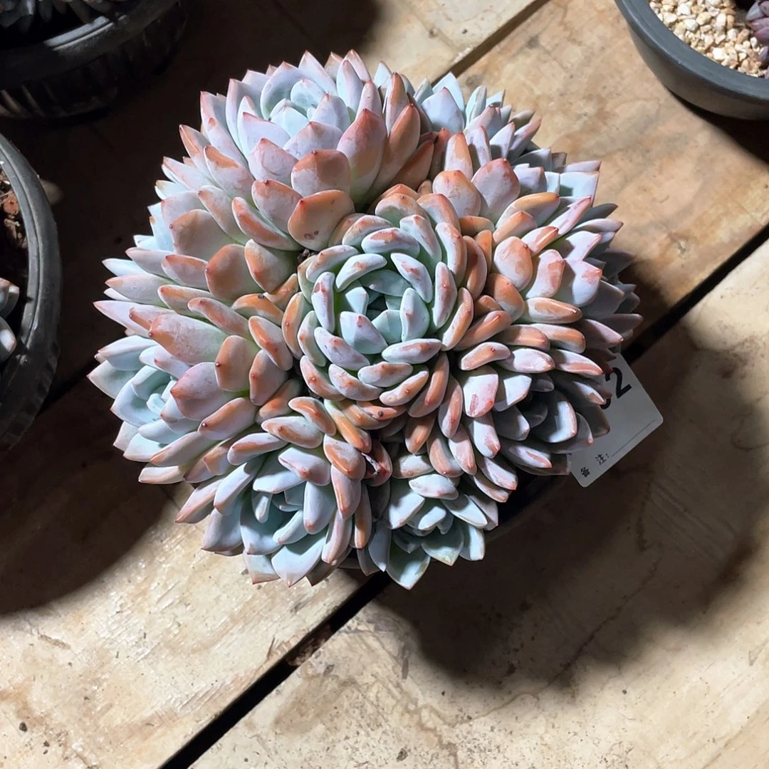 是***吗092多肉植物多肉植物
