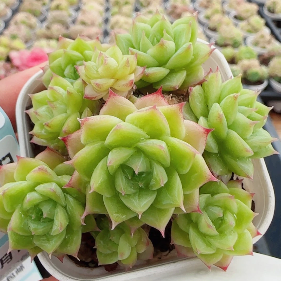 花语逸镜0616-63散