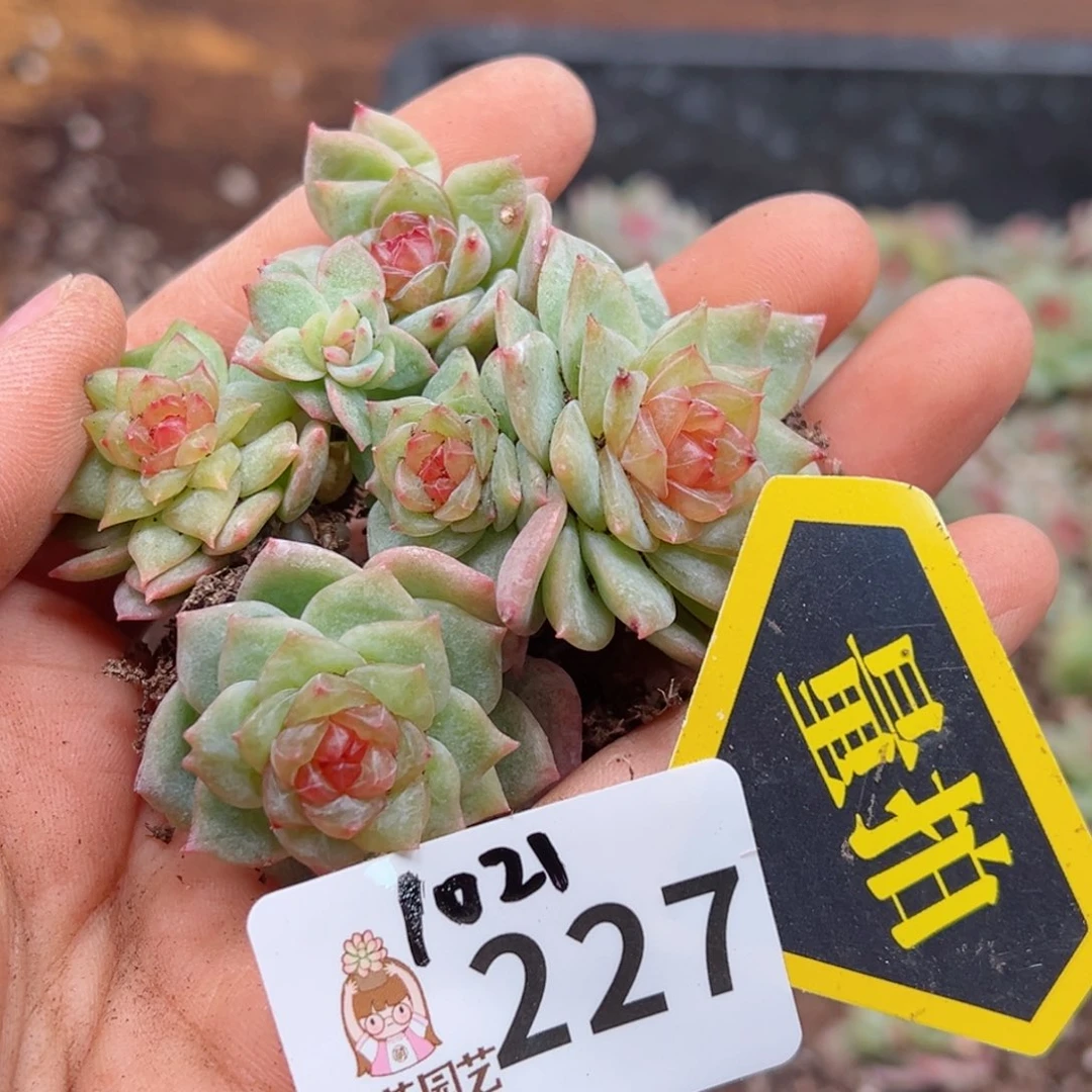 多肉植物多肉植物