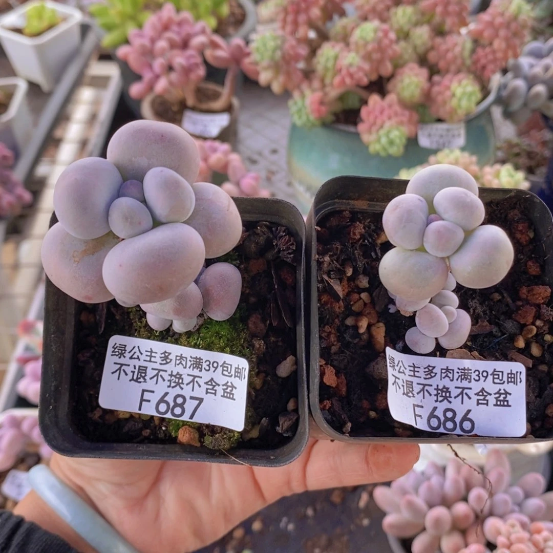 芭比奶洛15，橙奶12多肉植物