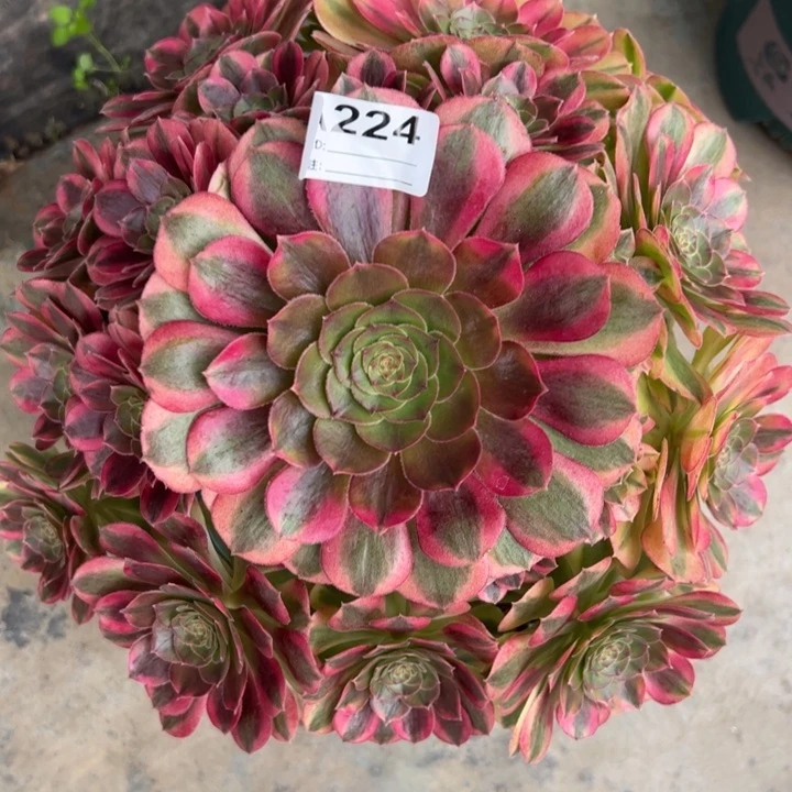 224雨荷23厘米左右