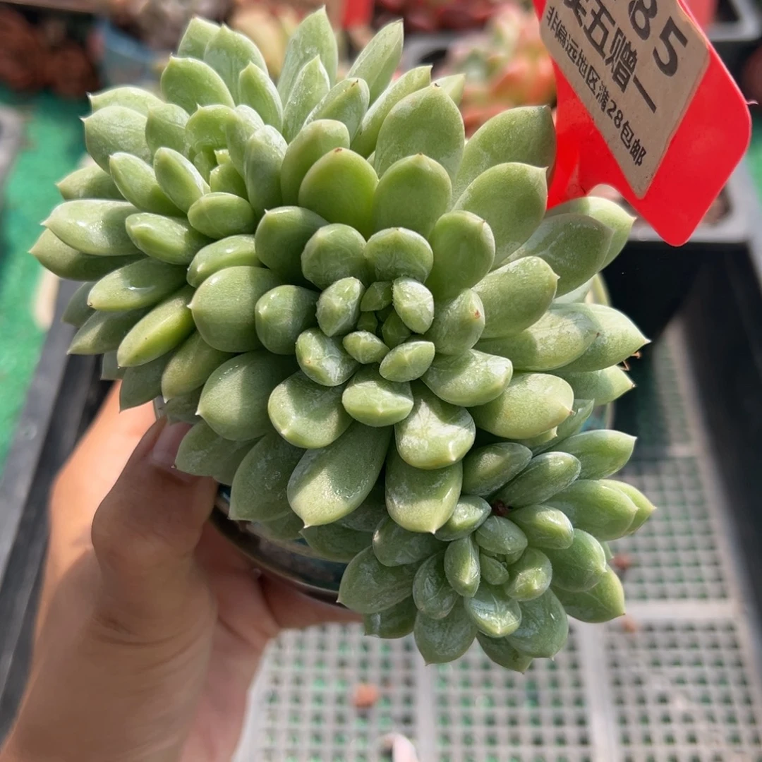 表妹精品多肉植物6185.