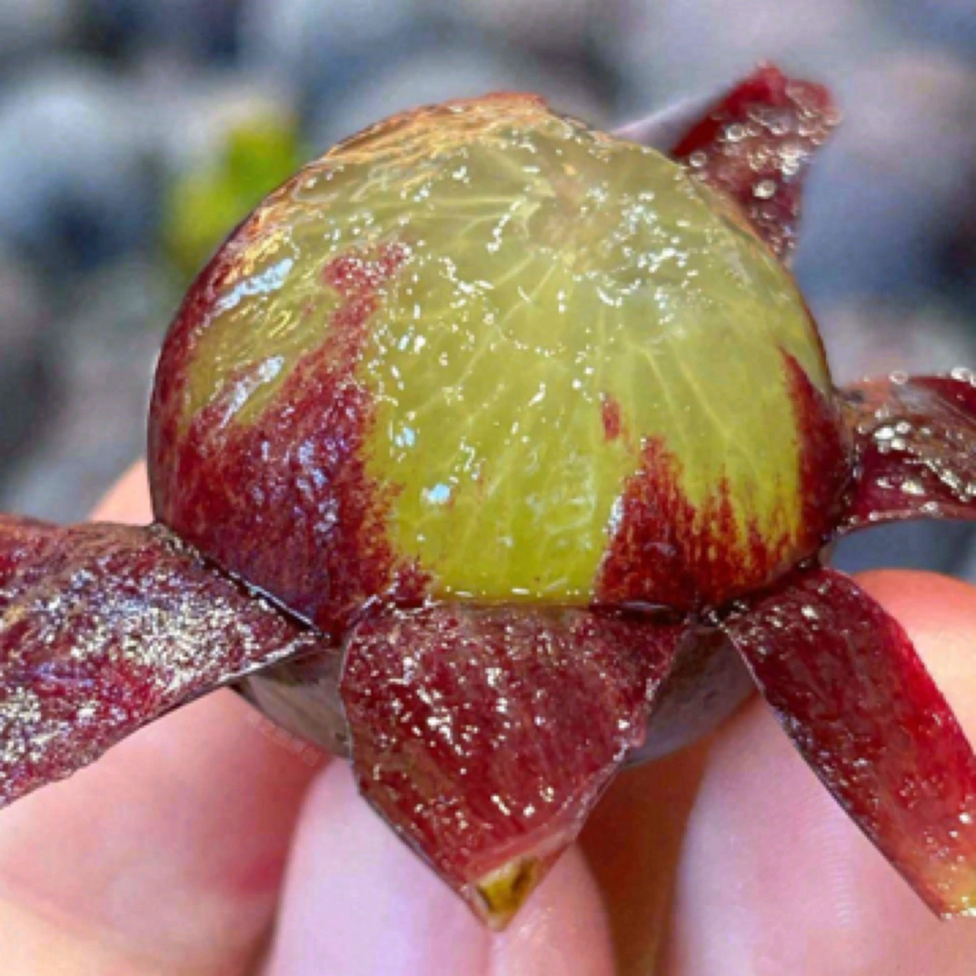 宁德本地福安葡萄巨峰葡萄2斤福建省