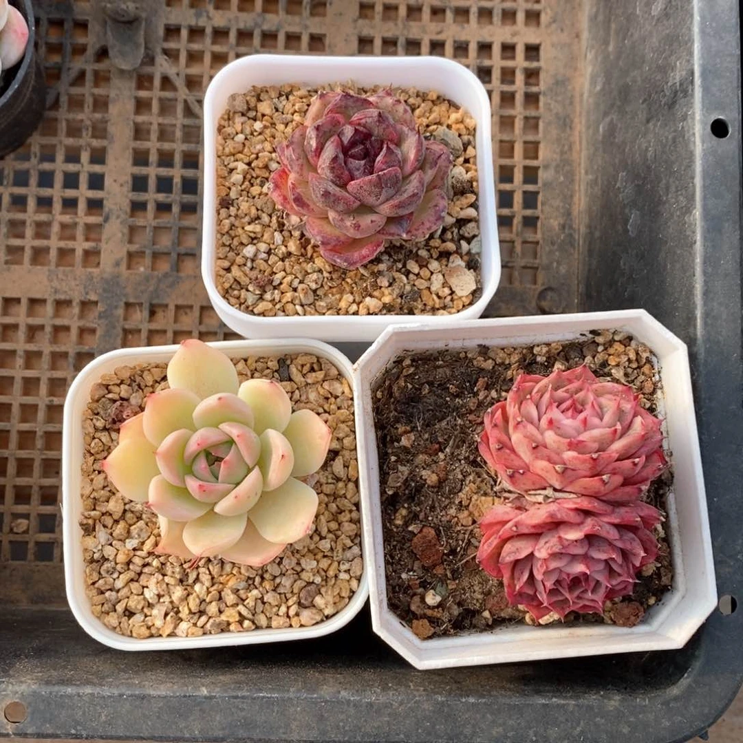 精品多肉一物一拍150