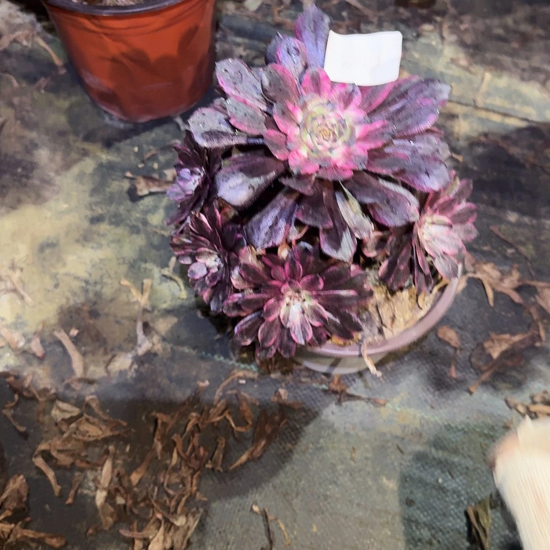 多肉植物油墨画662