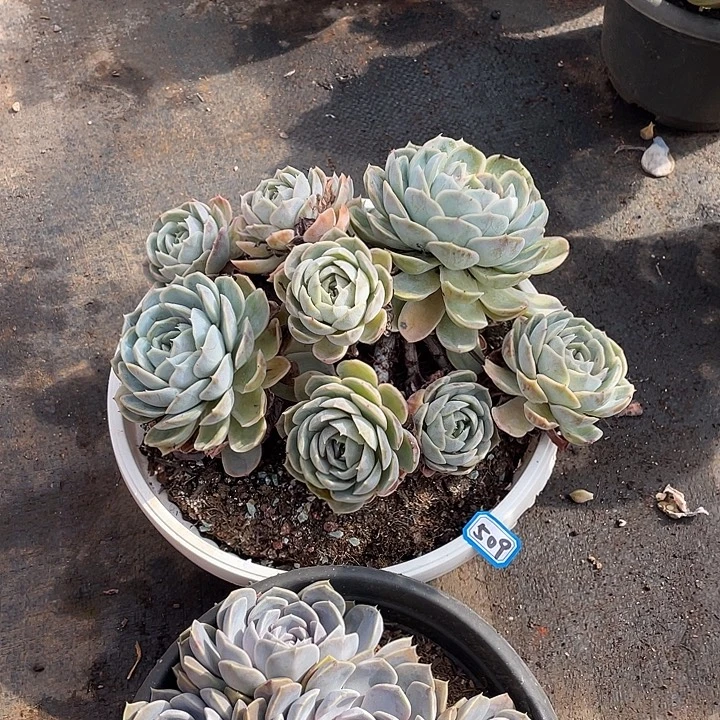 509蓝色惊喜 一物一拍多肉