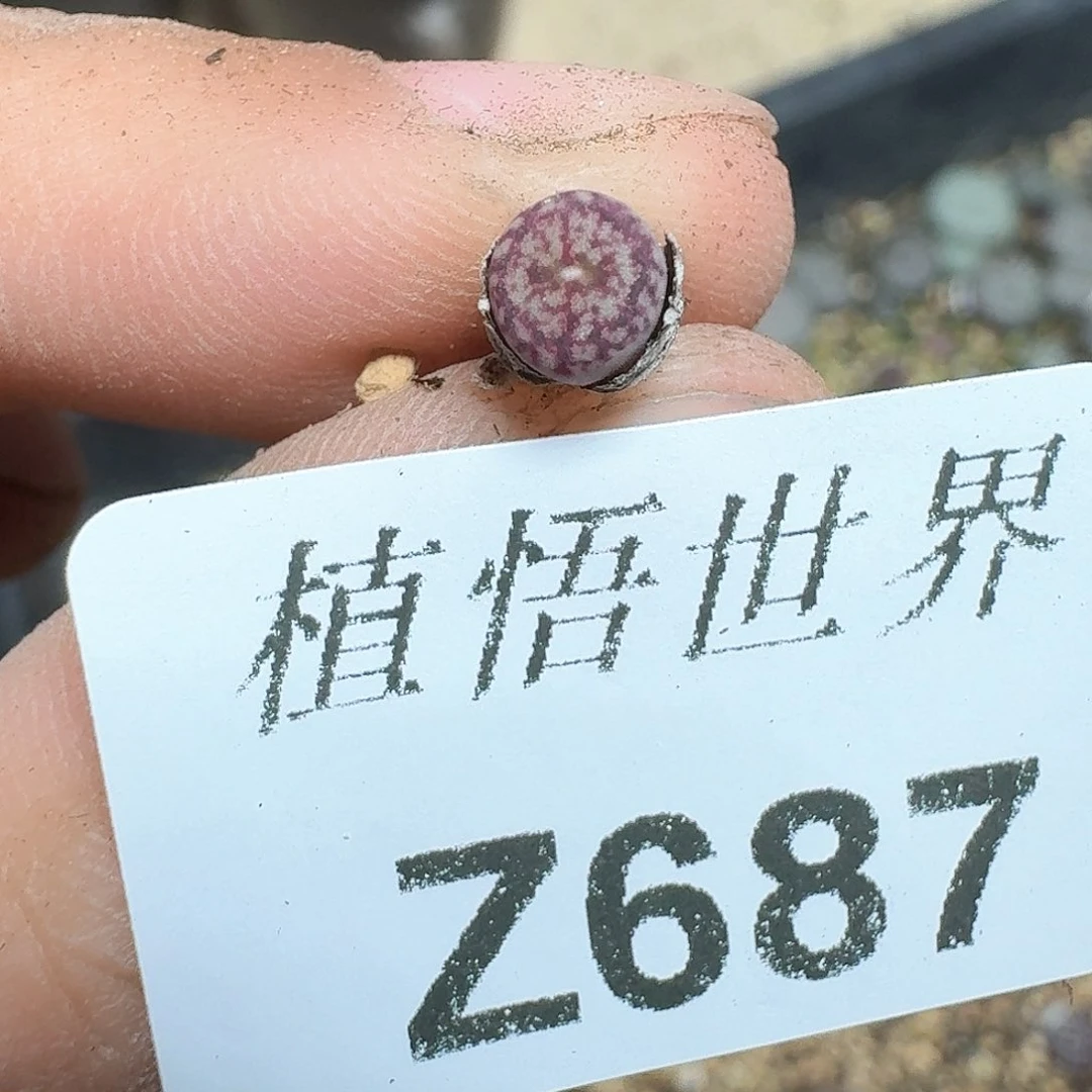 687盒多肉植物哇d g