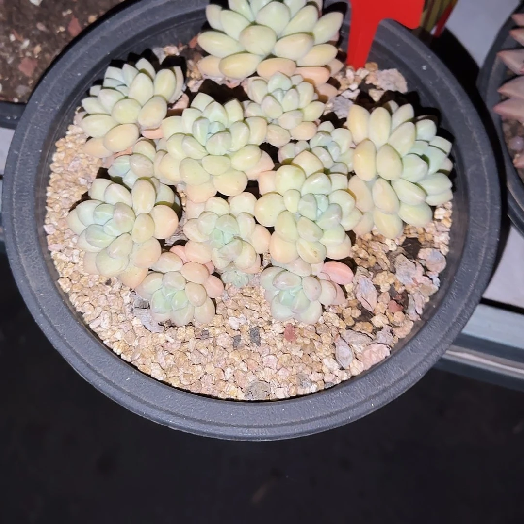 小小弟精品多肉泡泡糖