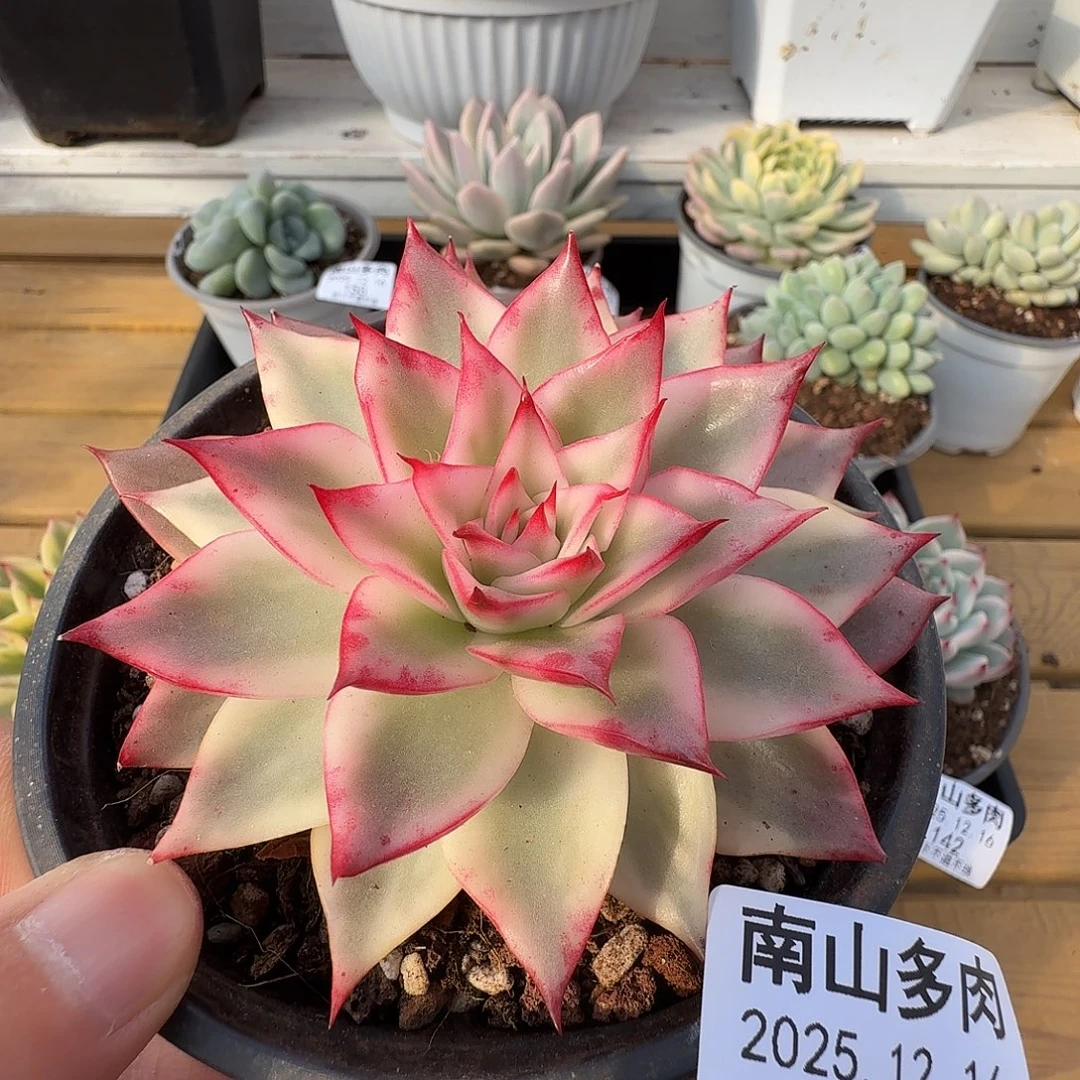 吉赛尔宽锦111216-149