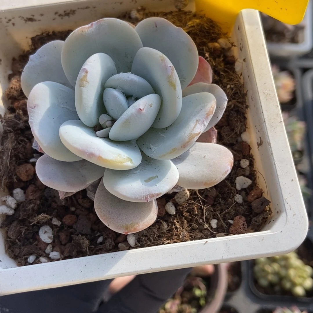 636雪莲多肉植物