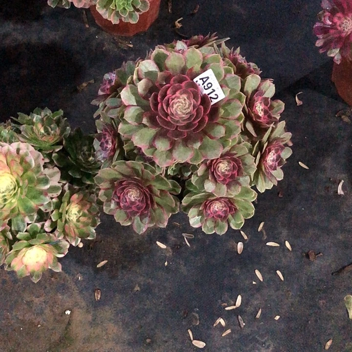 粉花妖多肉91200000000