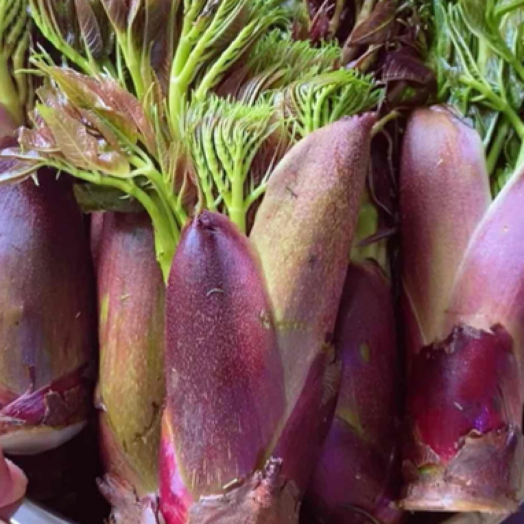 大关高山新鲜刺老包刺老芽2斤3斤（顺丰包邮）