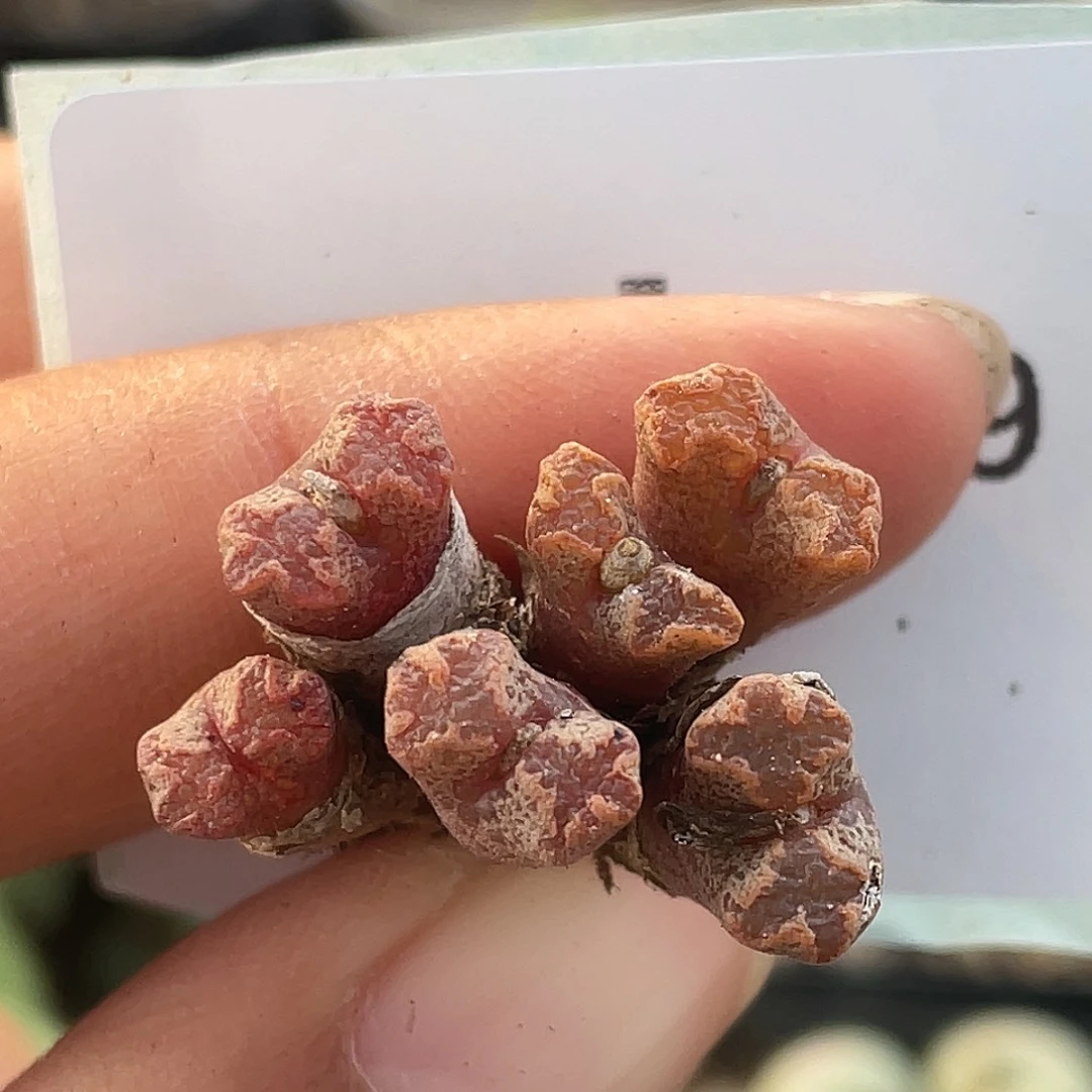 28-159勋章多肉植物