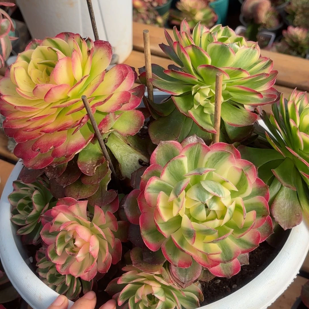 我在外面吃饭8888