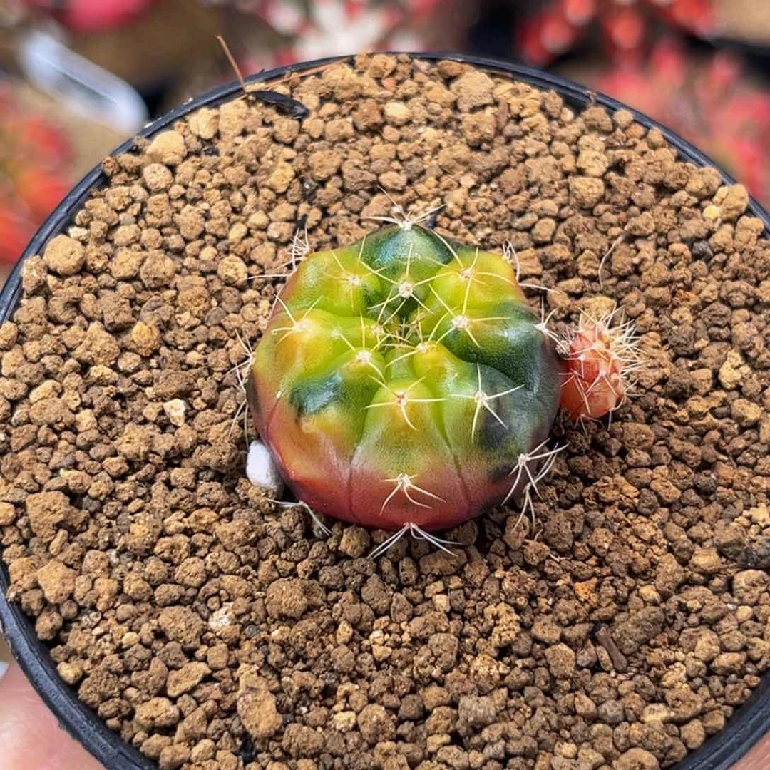 毒苹果 米哈仙人球