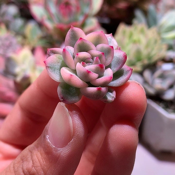 麦秆锦侧芽腹轮锦