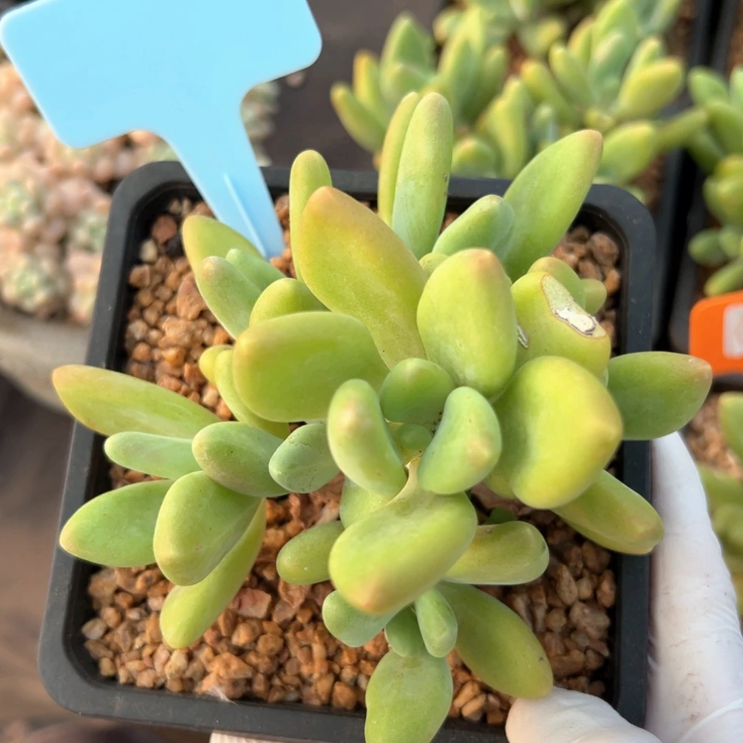 无花朵芒果奶7头手捧111111