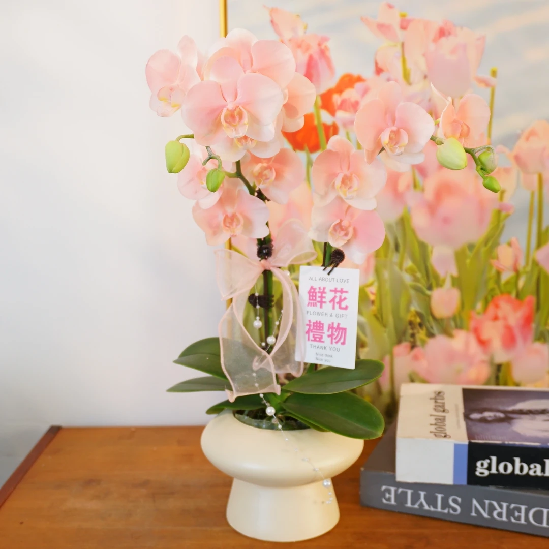 【蔷薇之恋】喷染蝴蝶兰鲜花精致组盆 开花株 室内绿植 基地直发