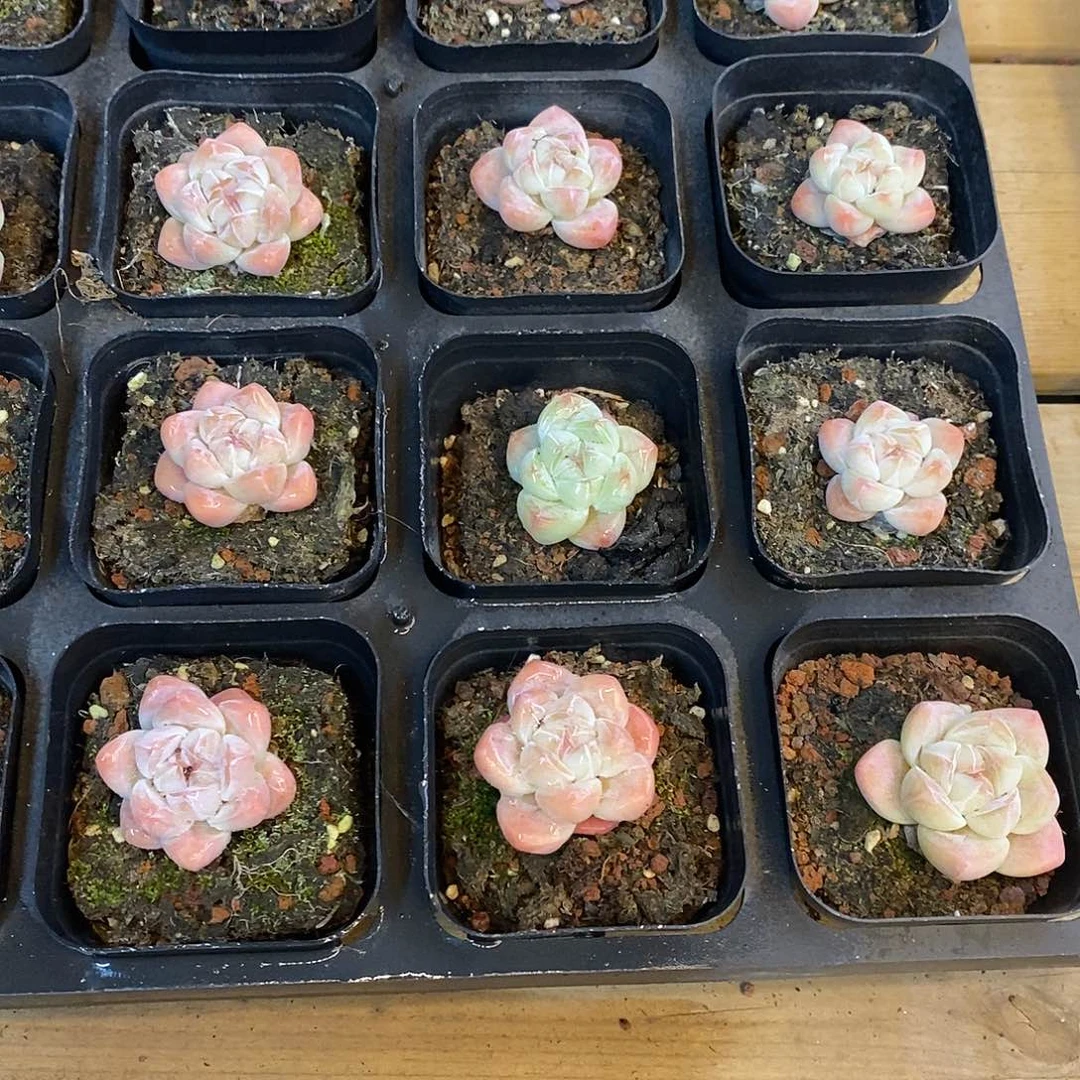 157号，小脸冰玉单头