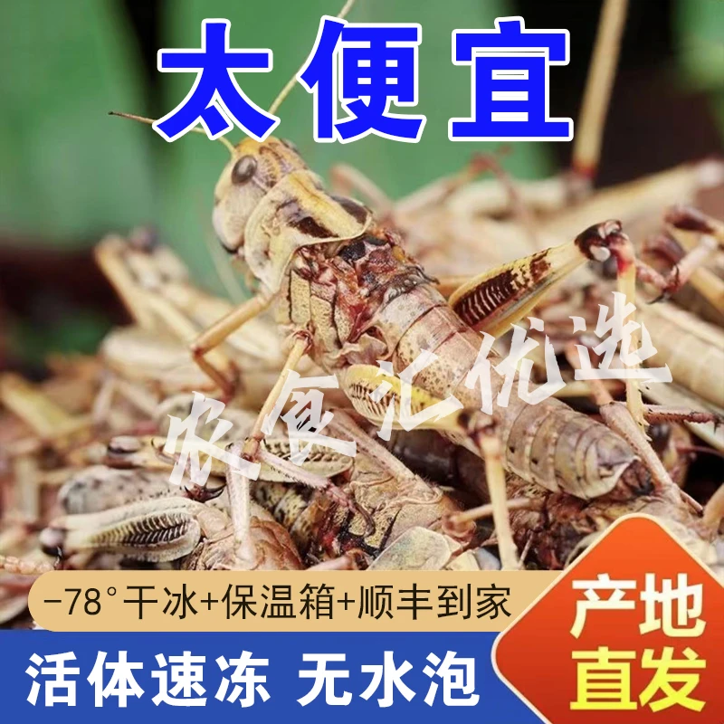 【顺丰抢900只】新鲜蝗虫蚱蜢 纯母去翅带籽活体速冻东亚飞蝗 蚂i蚱