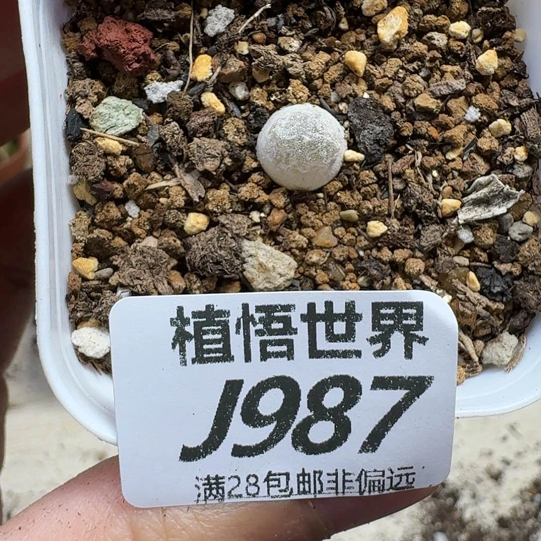 多肉植物的润泽ghhn