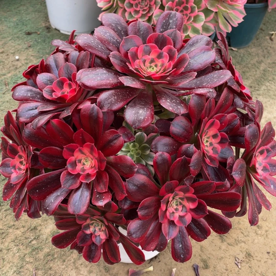 712美杜莎精品法师多肉