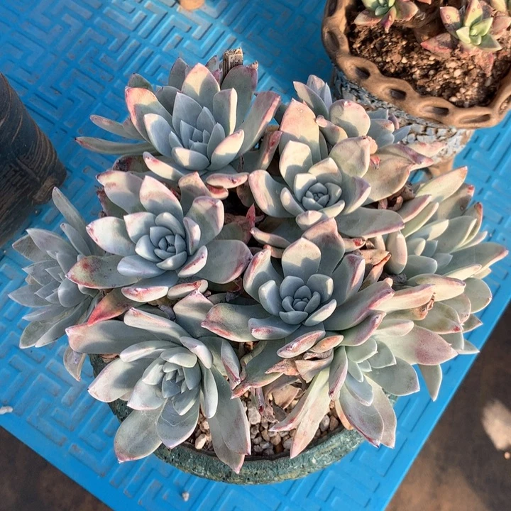 大圆叶杂，多肉植物