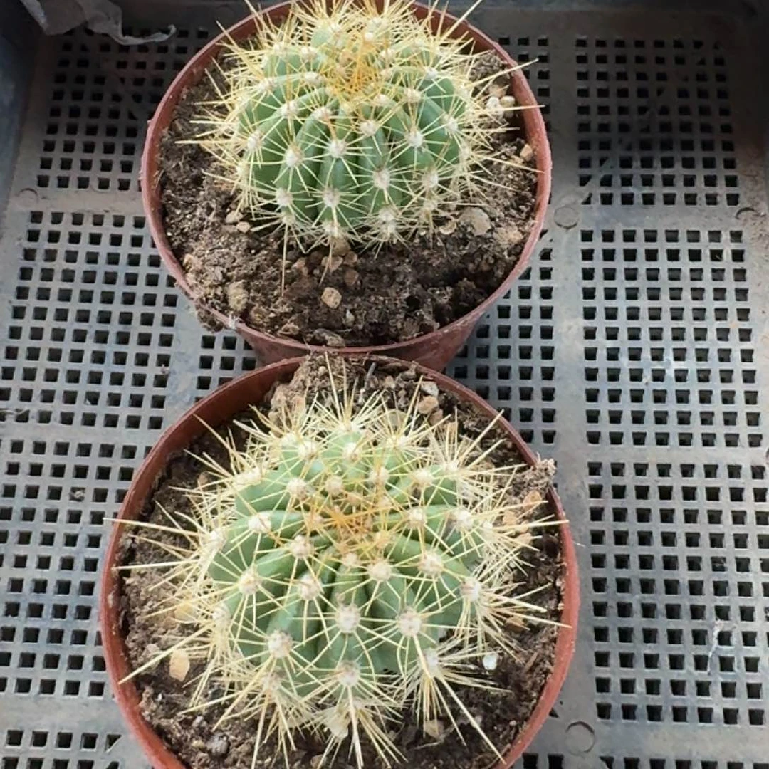 奶***狗黄白菜有黑点两颗侧牙