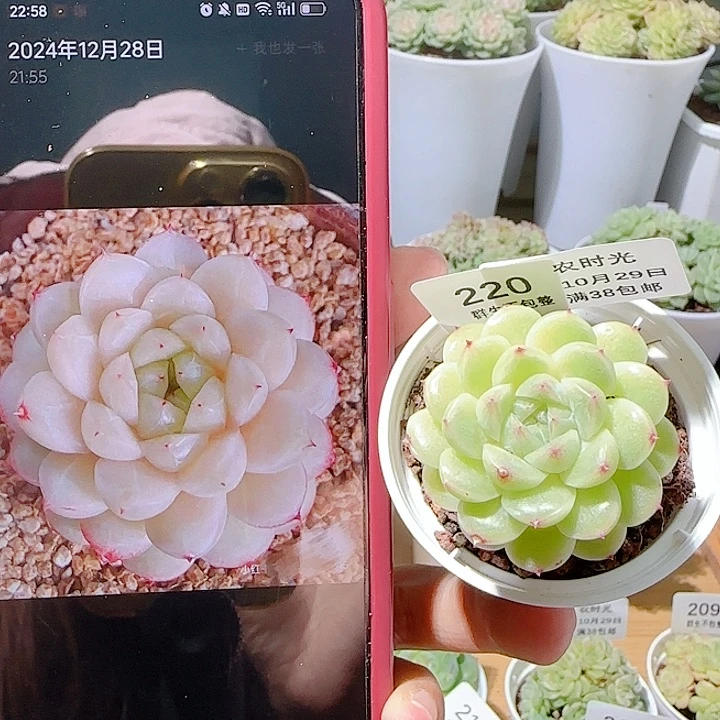 1029-220荔枝冰麦杆