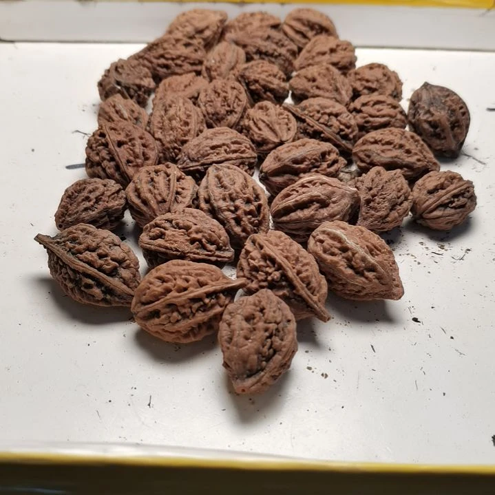 文玩核桃手串贪***子东北秋子异型籽40