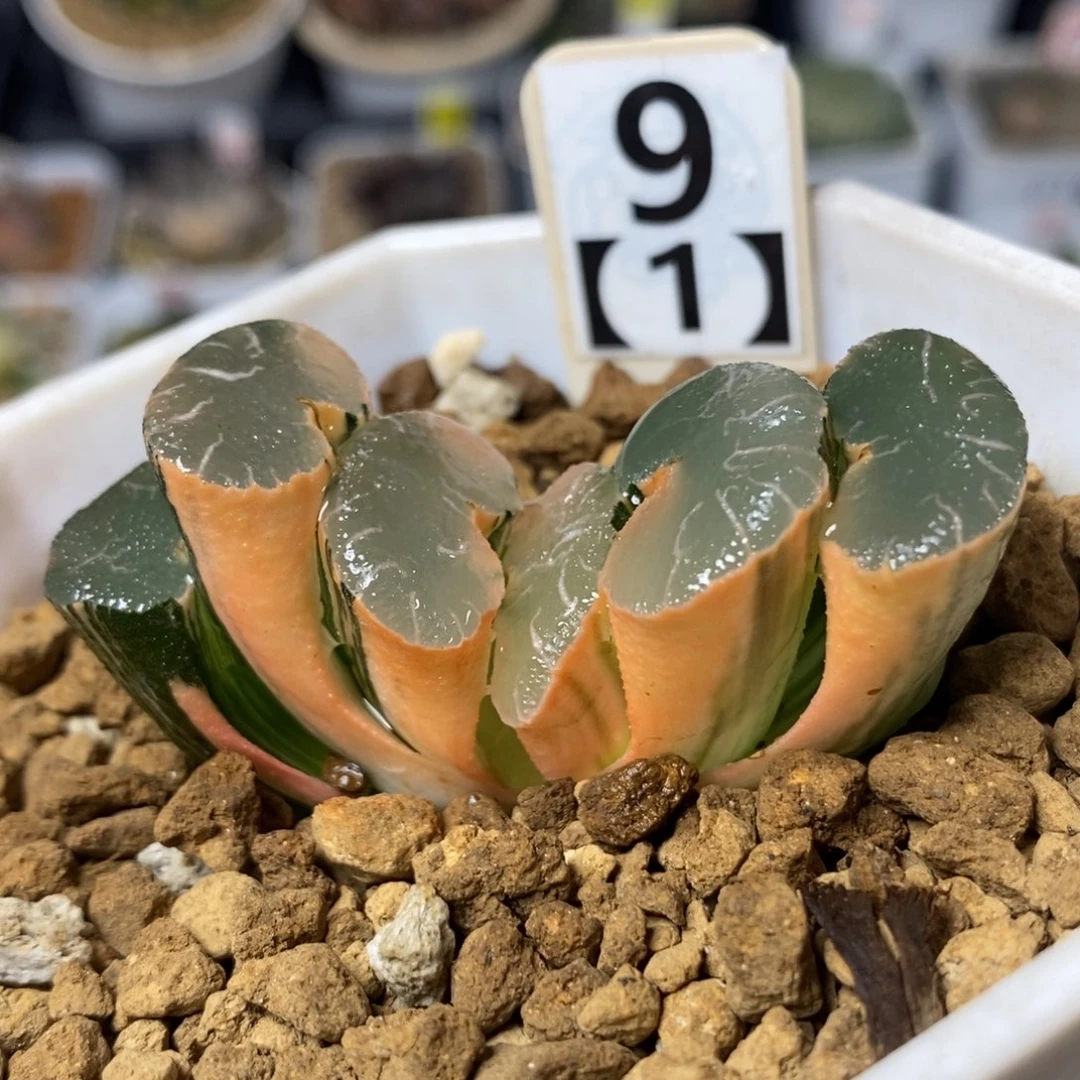 9大绳玉扇锦一物一拍