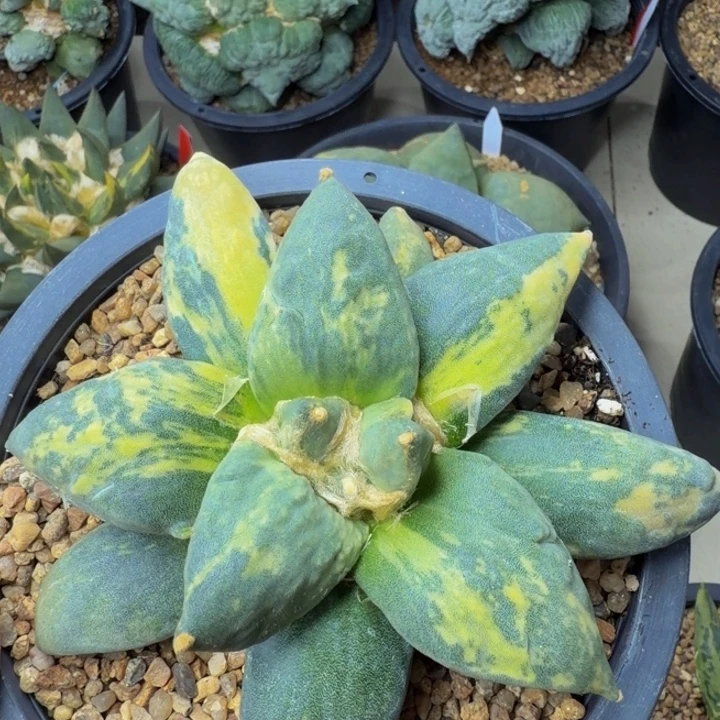 蓝色巨无霸极上斑锦