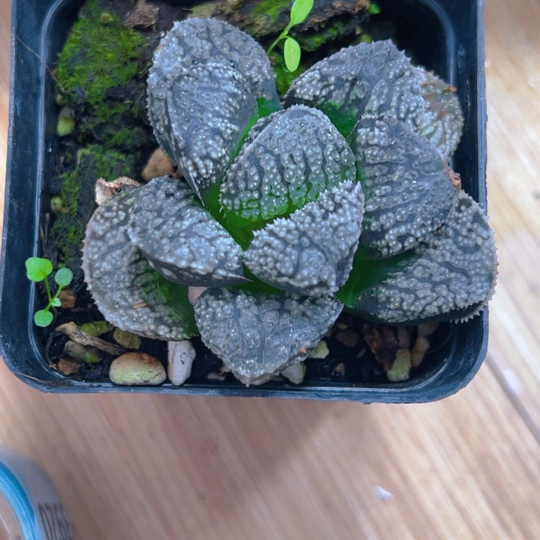 巨大化魔多寿多肉1