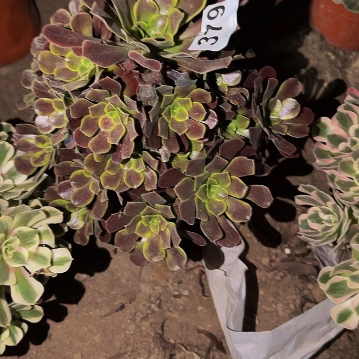 379金丝欧嘉丽多肉植物