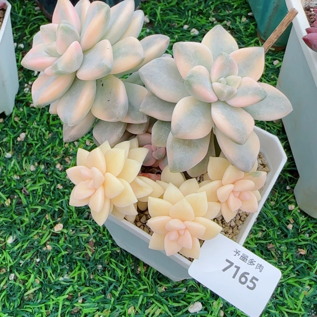 美杏锦，7165多肉植物