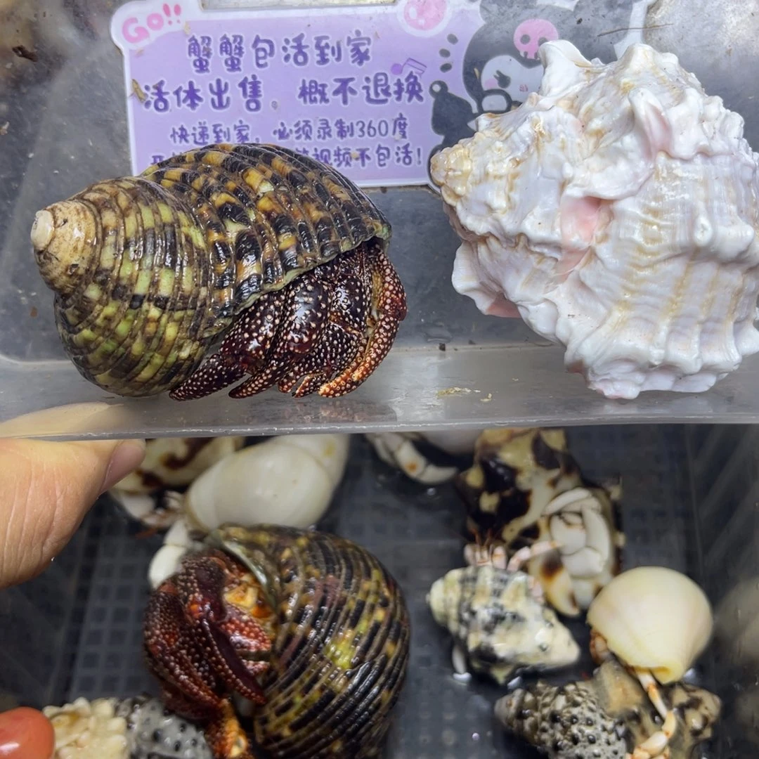 黑莓寄居蟹55粉骨壳11包活到家