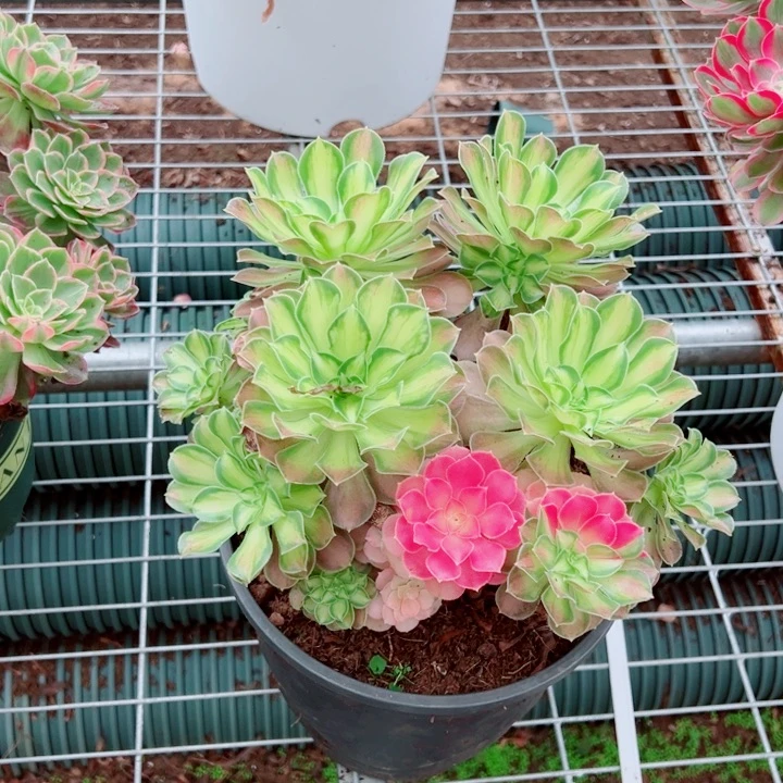 韶华花脸多肉法师