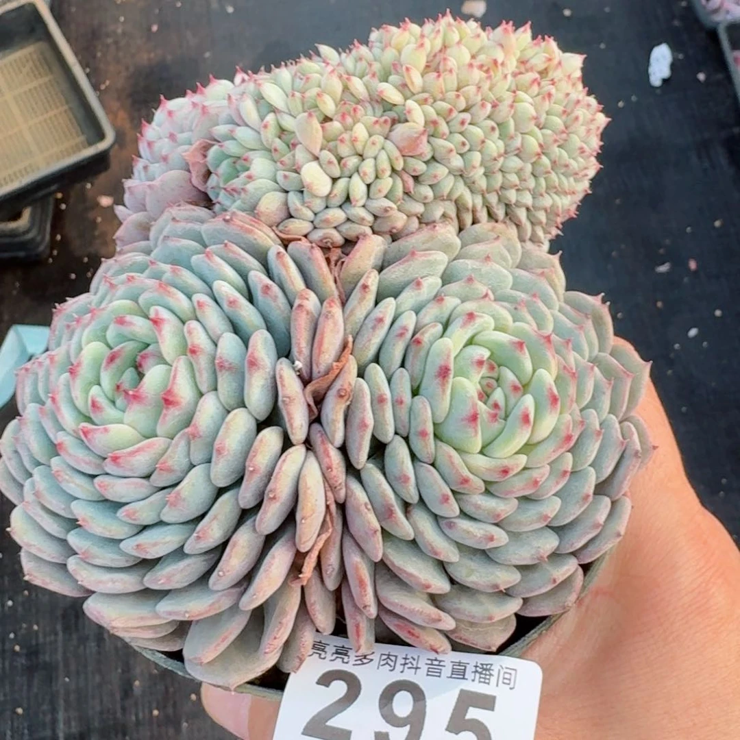 白胖子缀化         精品多肉