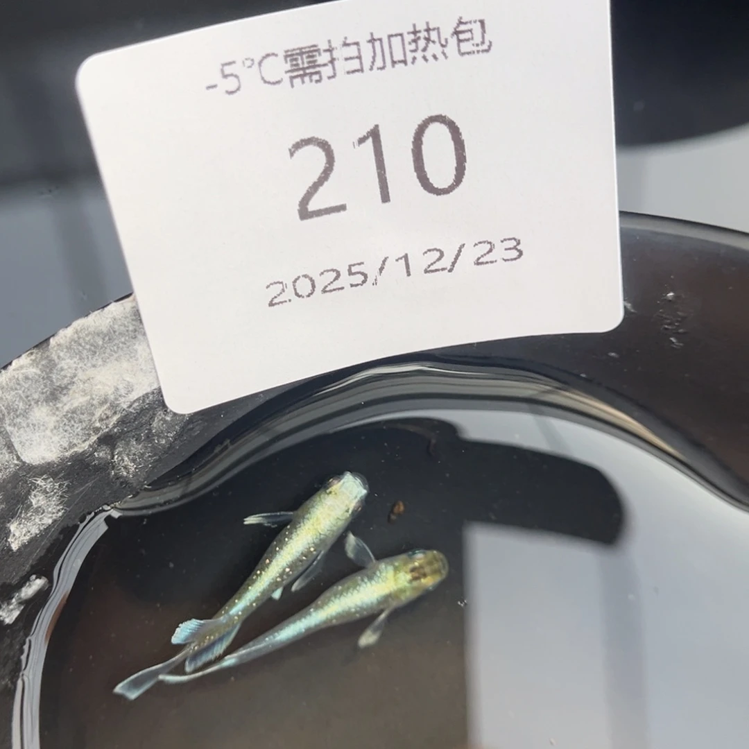 青鳉鱼210祖母绿宽鳍一对