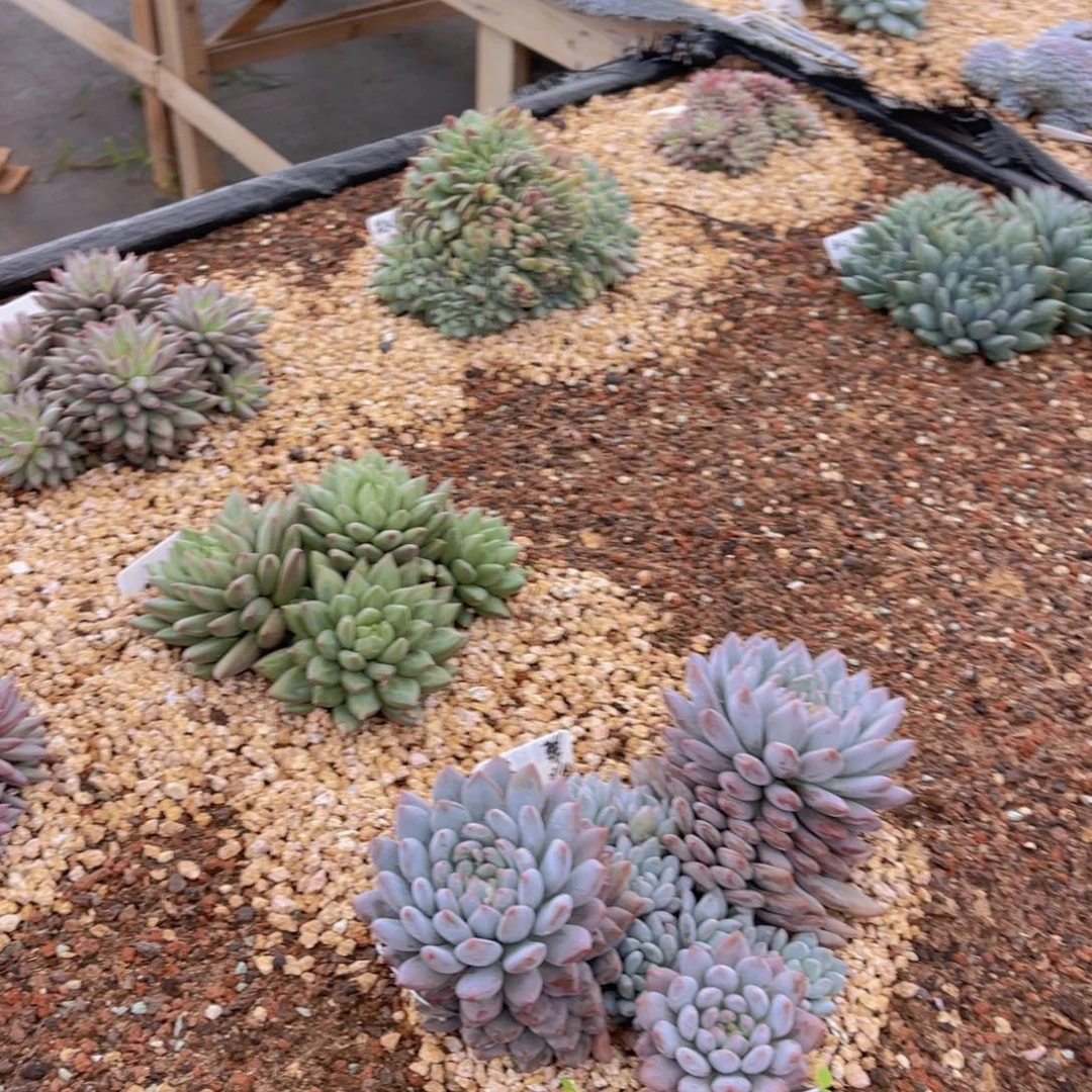 栋***栋架木哥特缀栋栋1111
