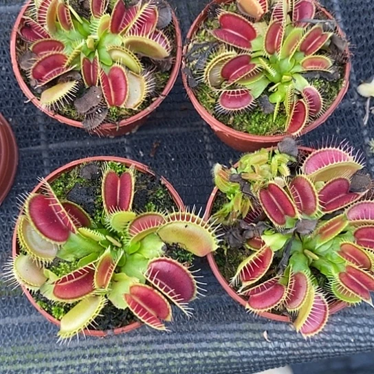 完全开放大嘴捕蝇草4盆