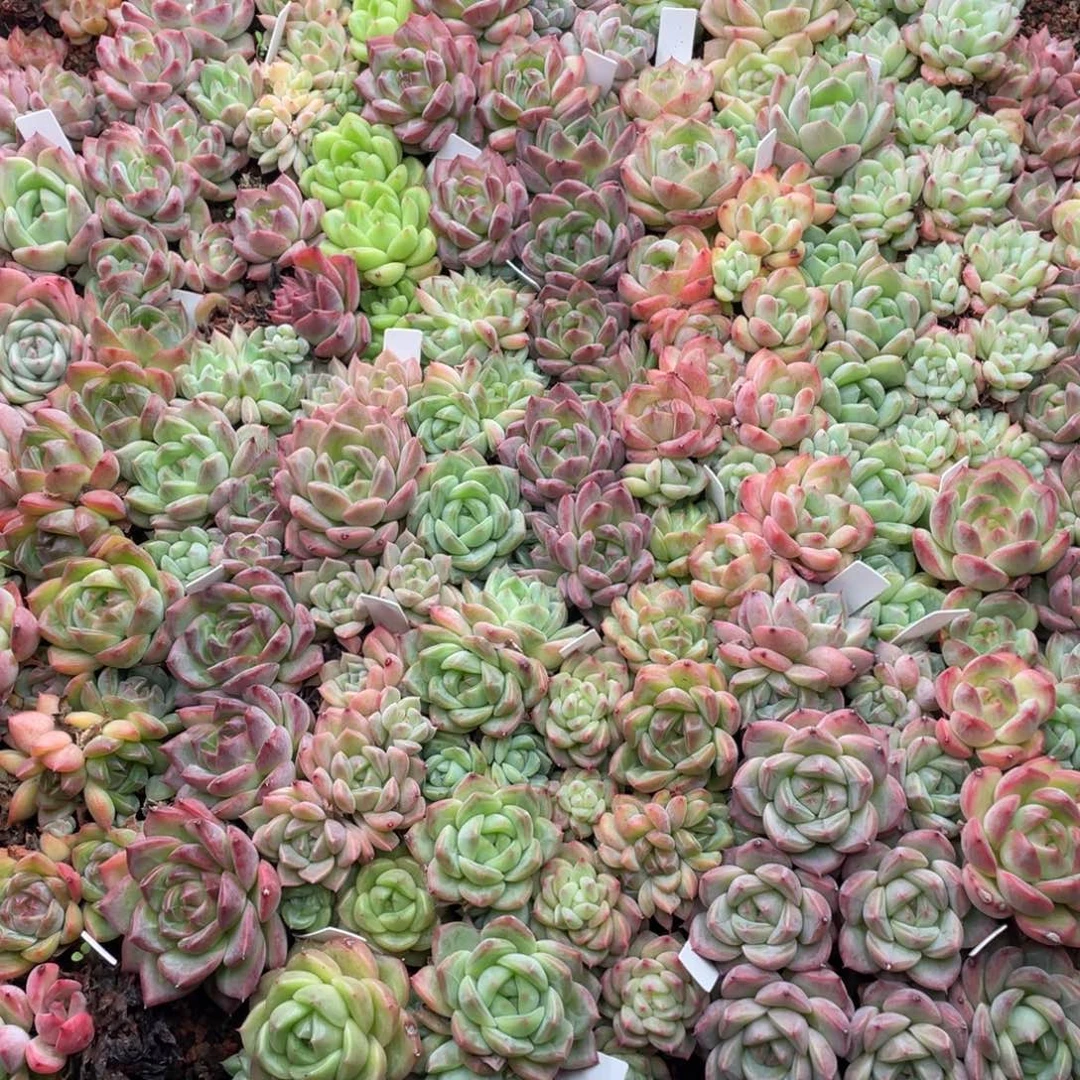 云糖心多肉植物164