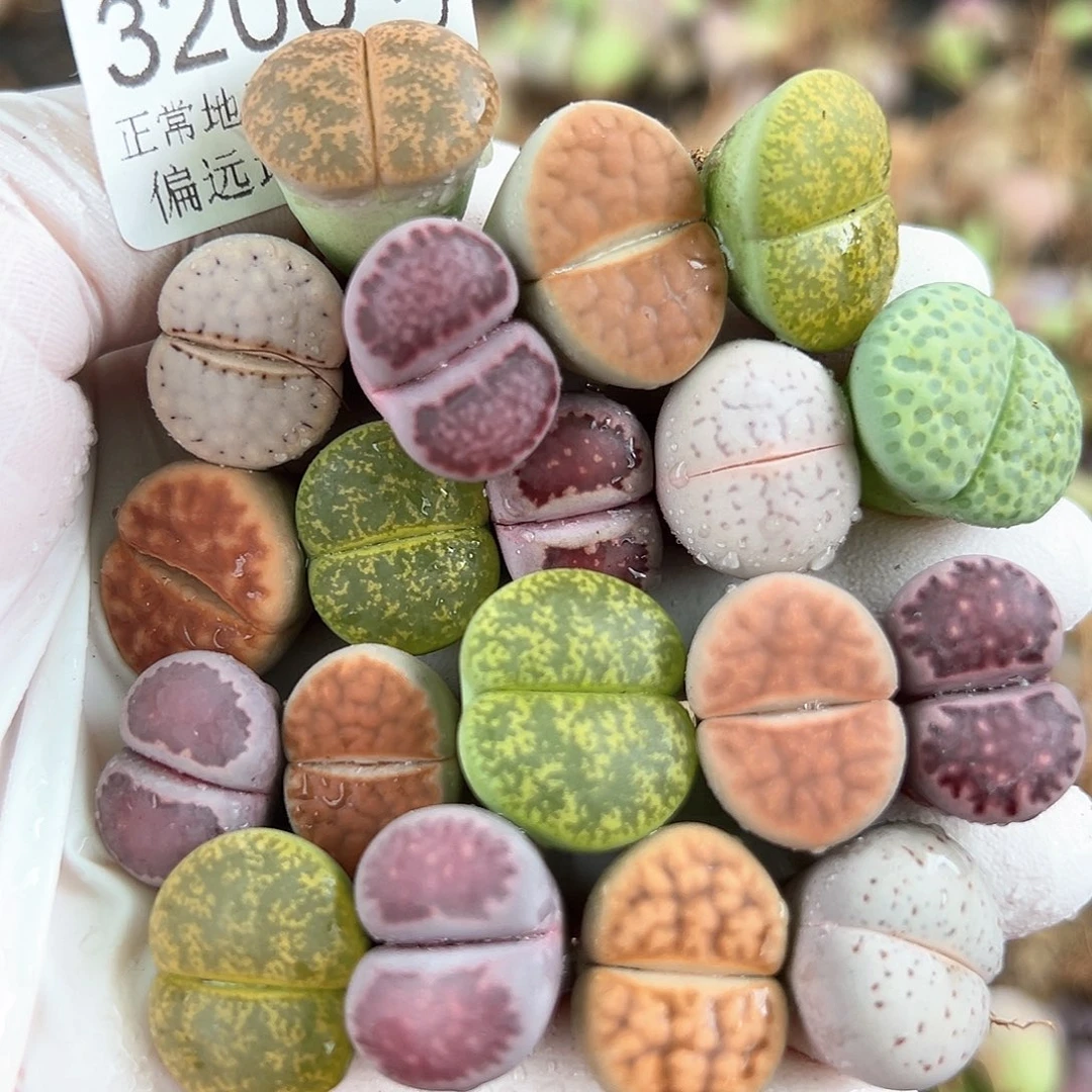 3200 好养易活生石花大母本19个